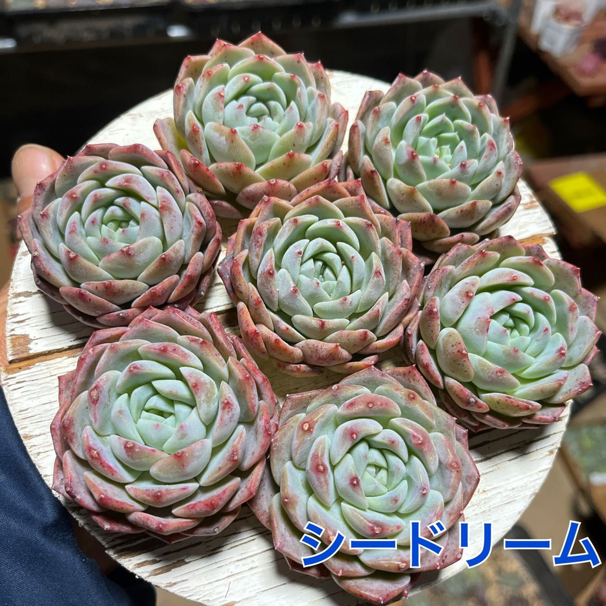 エケベリア シードリーム(韓国苗)多肉植物|Yahoo!フリマ(旧 エケベリア シードリーム(韓国苗)多肉植物|Yahoo!フリマ(旧