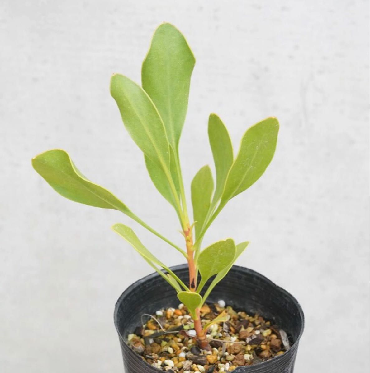 キングプロテア ②シナロイデス オージープランツ 観葉植物 キングプロテア ②シナロイデス オージープランツ 観葉植物