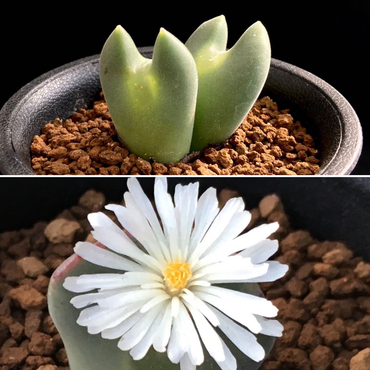 Yahoo!オークション - σ コノフィツム 白花レガレ 2.5号(珍品 Yahoo!オークション - σ コノフィツム 白花レガレ 2.5号(珍品