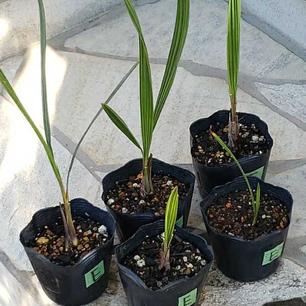 E*** here s cocos nucifera *****5 pot set ***2022 year production * silver leaf kind 100 bead * symbol tree garden tree potted plant **