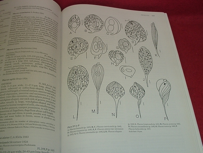 ☆The Freshwater Algal Flora of the British Isles/イギリス ☆The Freshwater Algal Flora of the British Isles/イギリス
