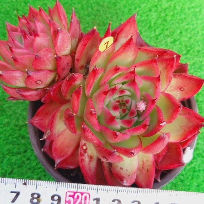 Yahoo!オークション - 0126-O207 レッドレンス エケベリア 多肉植物 韓...