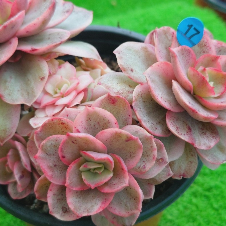 NEWお得 多肉植物 スヨン錦 OxjH3-m92742184527 韓国苗 在庫超激安
