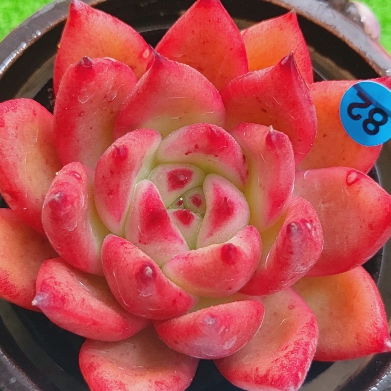 ヤフオク! - 0111-B082 レッドマリア エケベリア 多肉植物 韓...