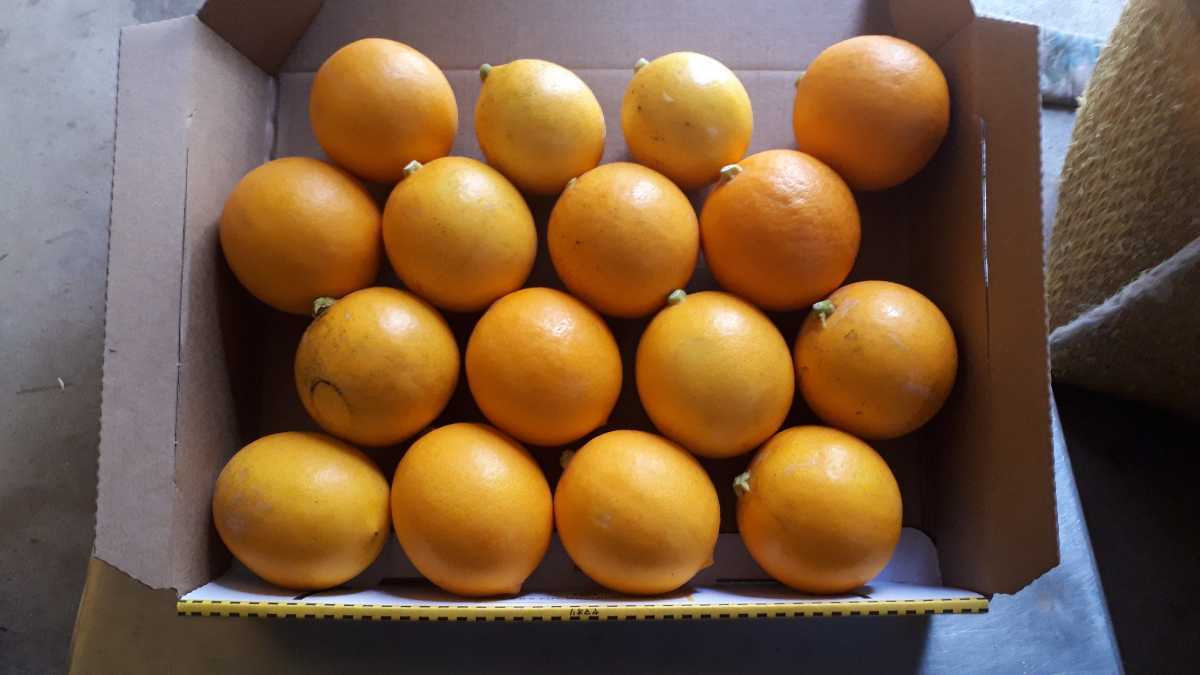 送料込】 国産グリーンレモン 1.1kg 国産グリーンレモン 1.1kg