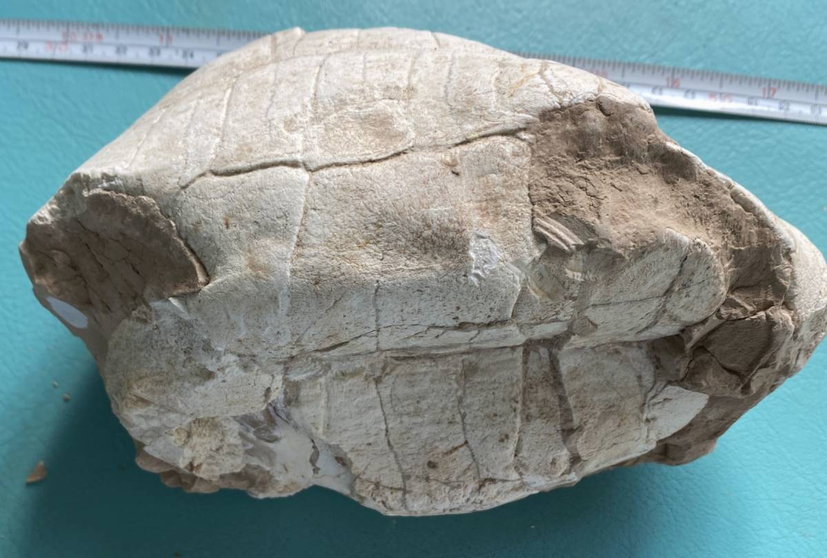 化石標本 亀の甲羅の化石 中国産-2の画像3