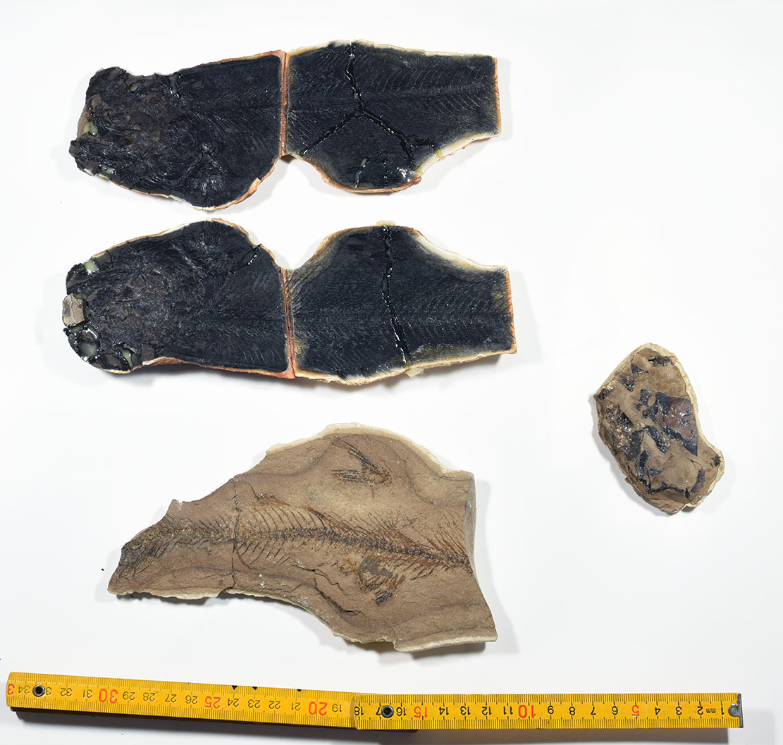 含魚化石ノジュール　燐酸塩ノジュール　魚化石4個　大分県玖珠盆地　古い標本