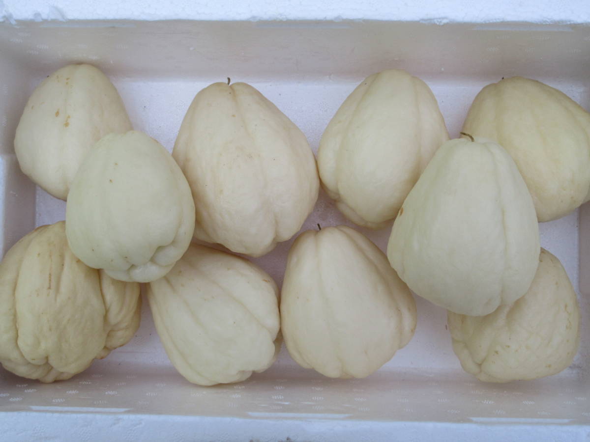 白ハヤトウリ　白隼人瓜　3.0Kg　無農薬で作っています