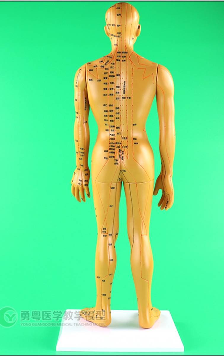 ★WHO 表記最新モデル/ 「鍼・灸・経穴人形」 男性用 50cm ゴールド色_画像2
