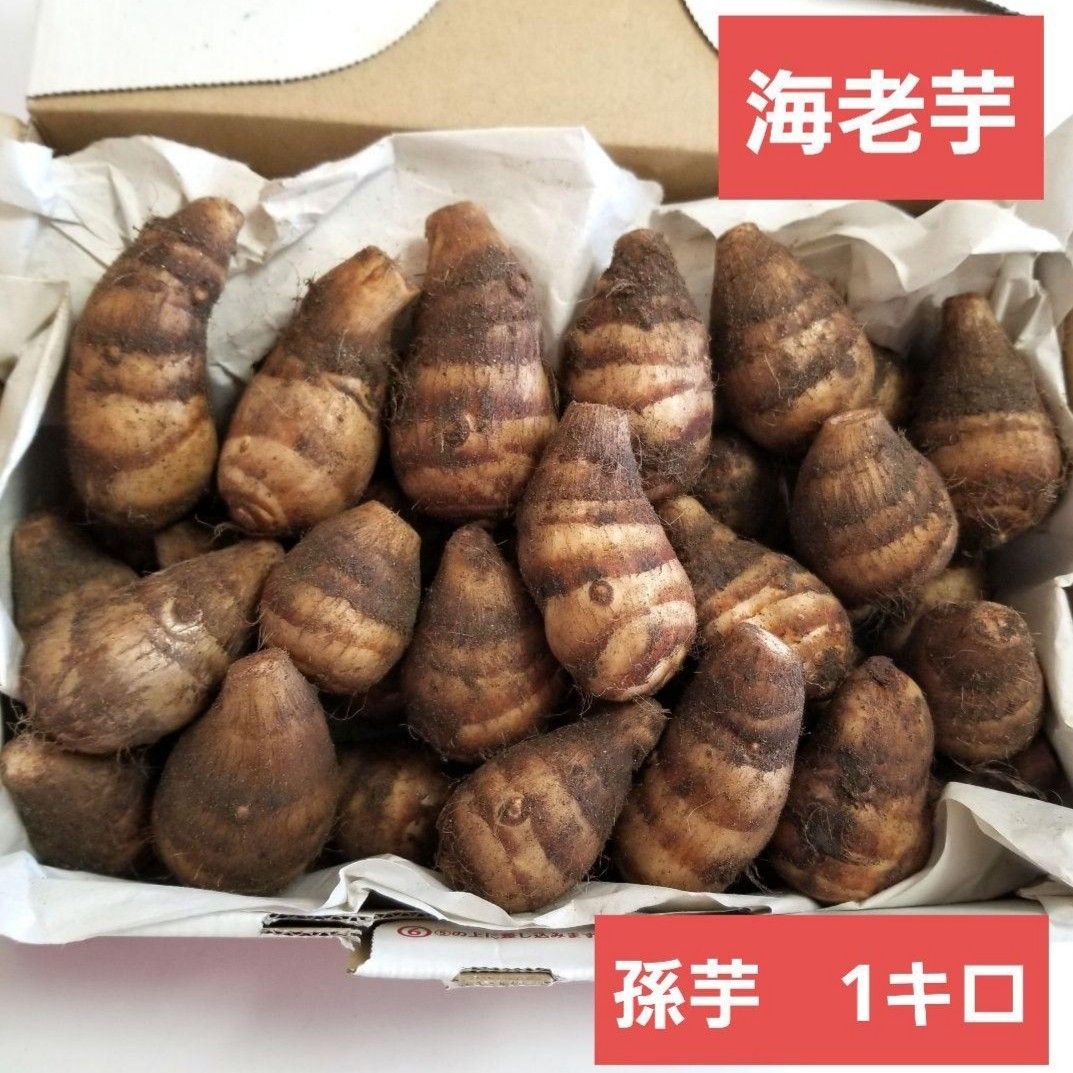 山口県の海老芋５ｋｇ