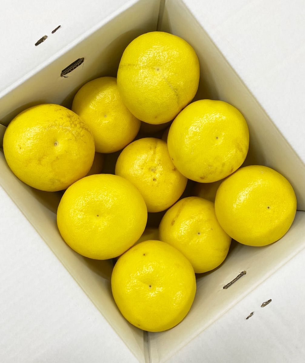 営業 お買い得 高知特産 露地栽培 土佐文旦 3L〜4L約10㎏ 文旦 pantum.rs