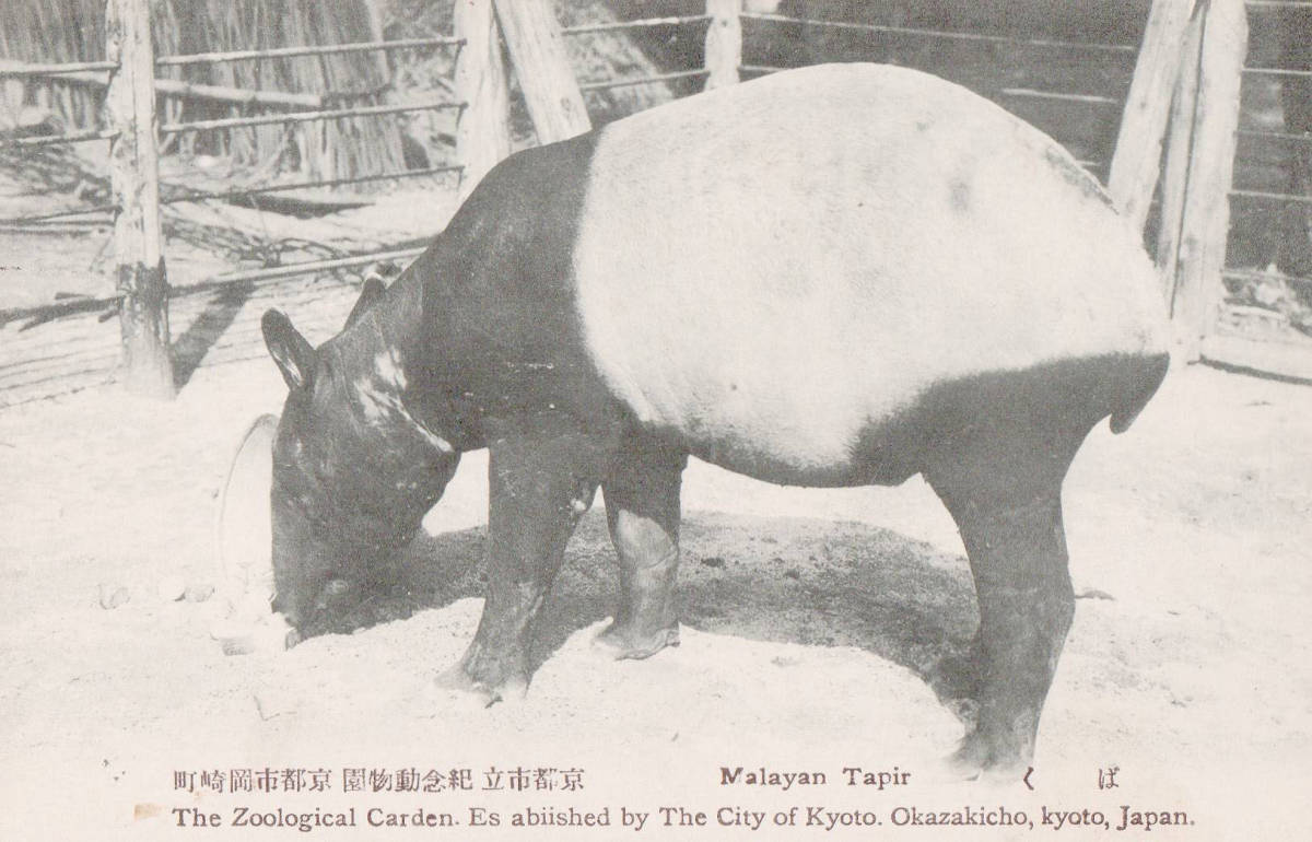 ●戦前絵葉書●京都市立紀念動物園 京都市岡崎町 ばく●古写真 郷土資料 観光 明治 大正 昭和_画像1