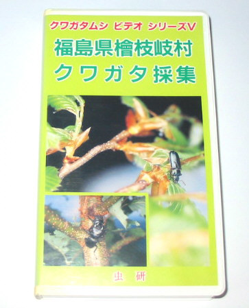 福島県檜枝岐村の クワガタ採集  虫研・ビデオ クワガタムシの画像1