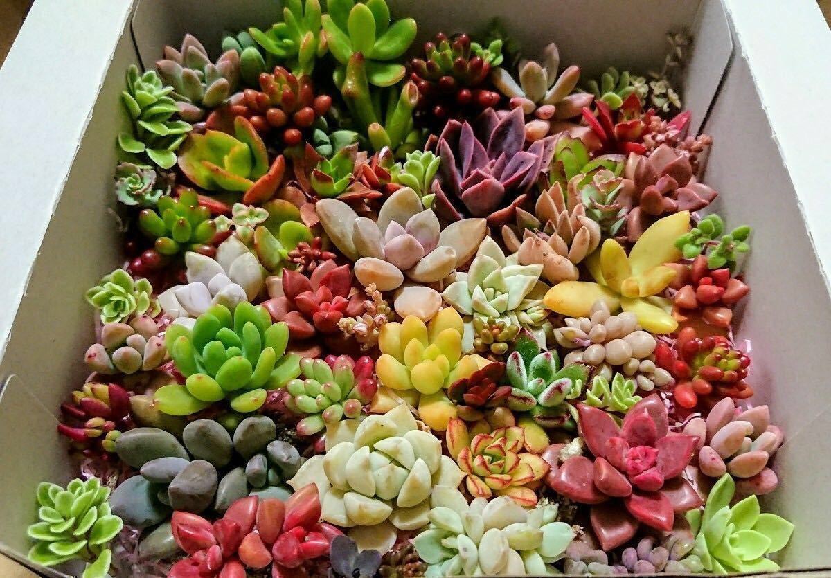 多肉植物カット苗 30種類 40カット 寄せ植えに 新品 のヤフオク落札情報 多肉植物カット苗 30種類 40カット 寄せ植えに 新品 のヤフオク落札情報