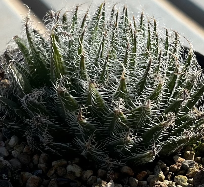 ハオルチア　Haworthia arachnoidea var.setata Trichogera_画像2