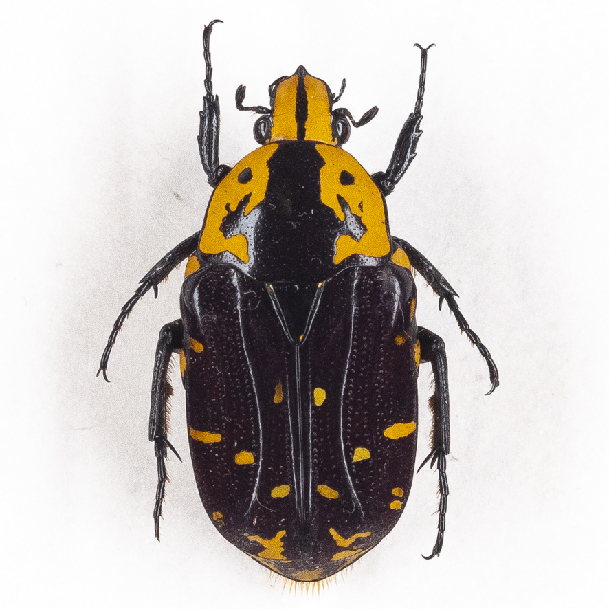 Euchroea spininasuta 03 ツノのある激レアマラガシー標本 ...