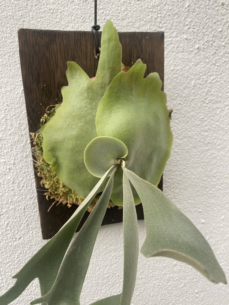 P.willinckii yellow moonウィリンキー ビカクシダ コウモリラン | www