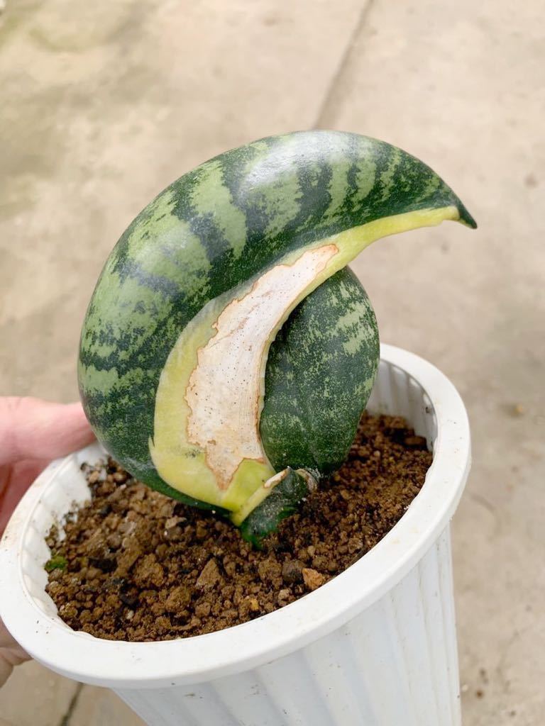 Yahoo!オークション - サンスベリア・バードビーク Sansevieria Yahoo!オークション - サンスベリア・バードビーク Sansevieria