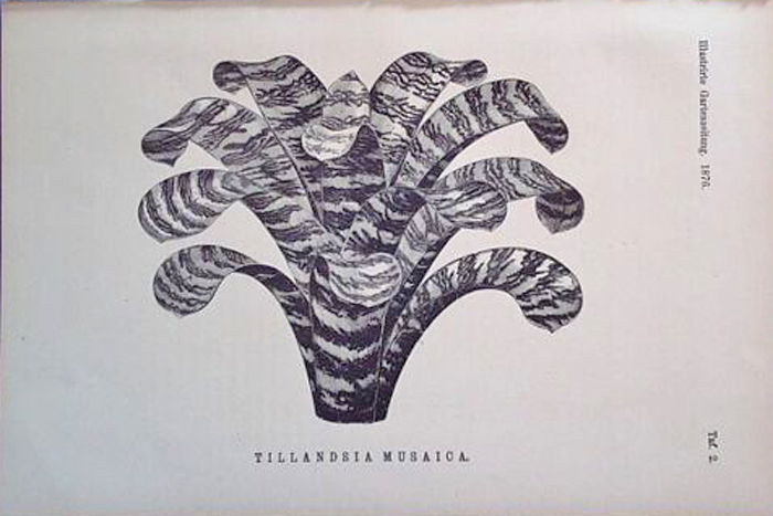 Ботаническое искусство (1876) Tillandsia musaica tilandia musica [иллюстрированная садовая газета]