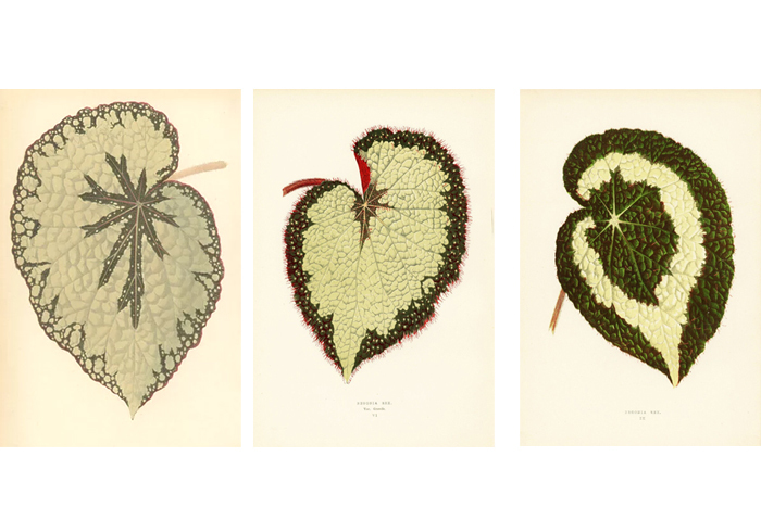希少　1861年　ボタニカルアート　Begonia　3枚　セット　 Beautiful Leaved Plants 　（ EJ Lowe Esq）ベゴニア　アンティーク　レトロ