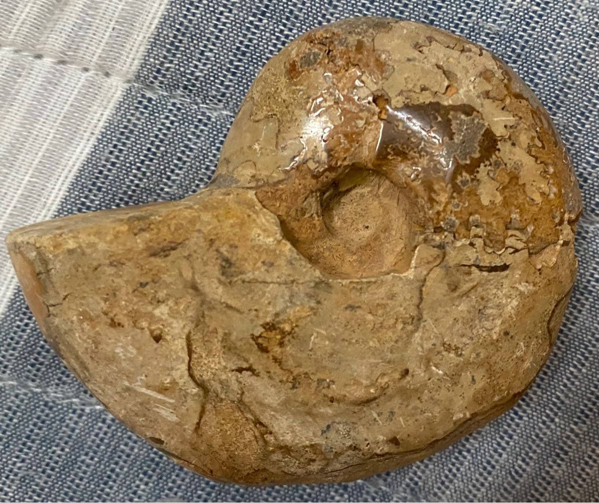 アンモナイト　化石　約8.5cm×約6cm×約3cm