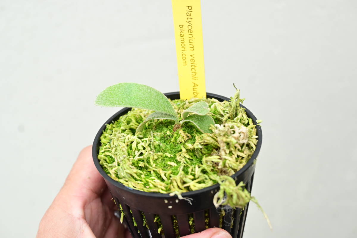P.veitchii Auburn river① @bikamori.com アーバンリバー ビカクシダ