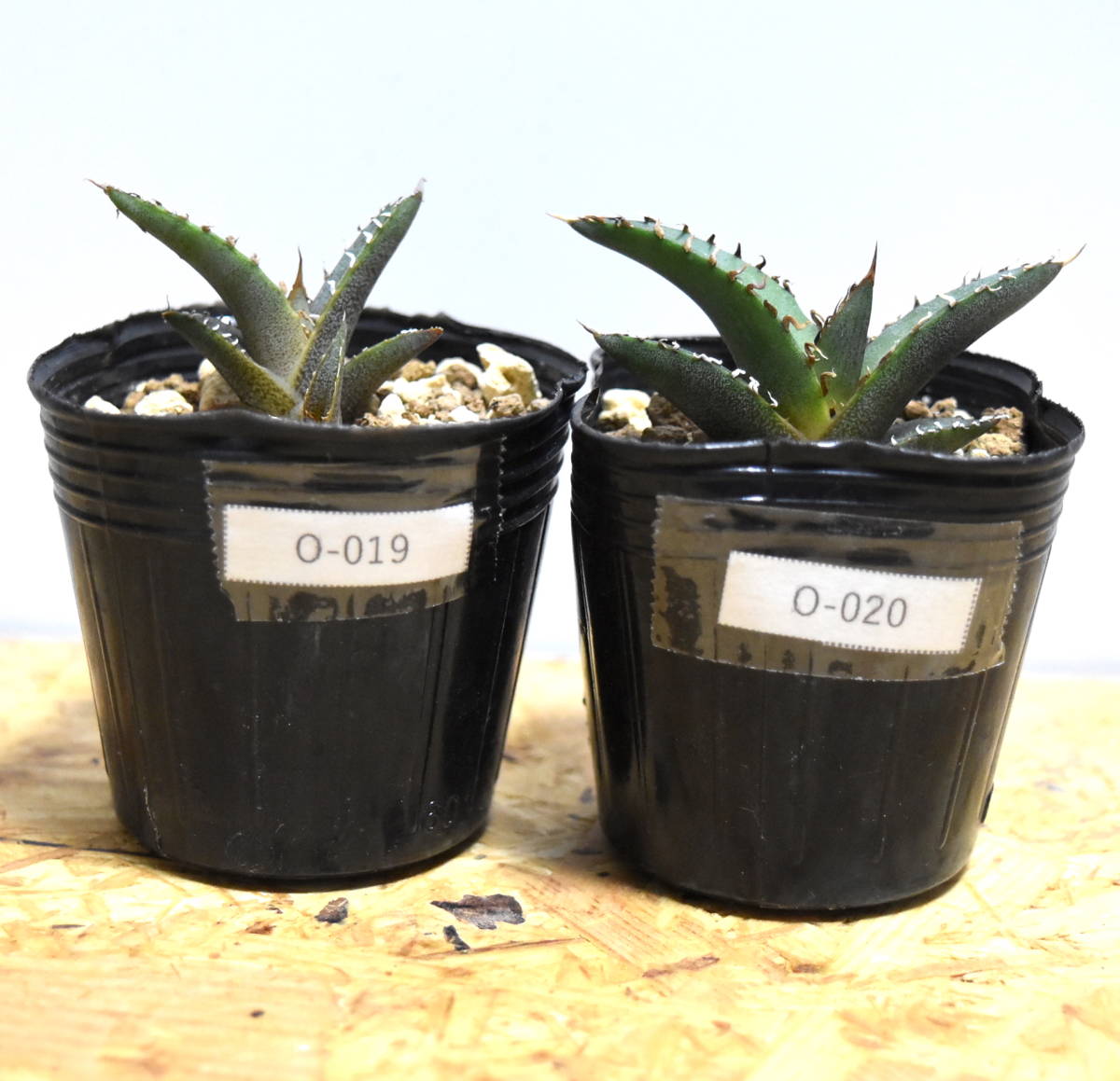 アガベ オテロイ 実生 選抜 中株 観葉植物 アガベ オテロイ 実生 選抜 中株 観葉植物