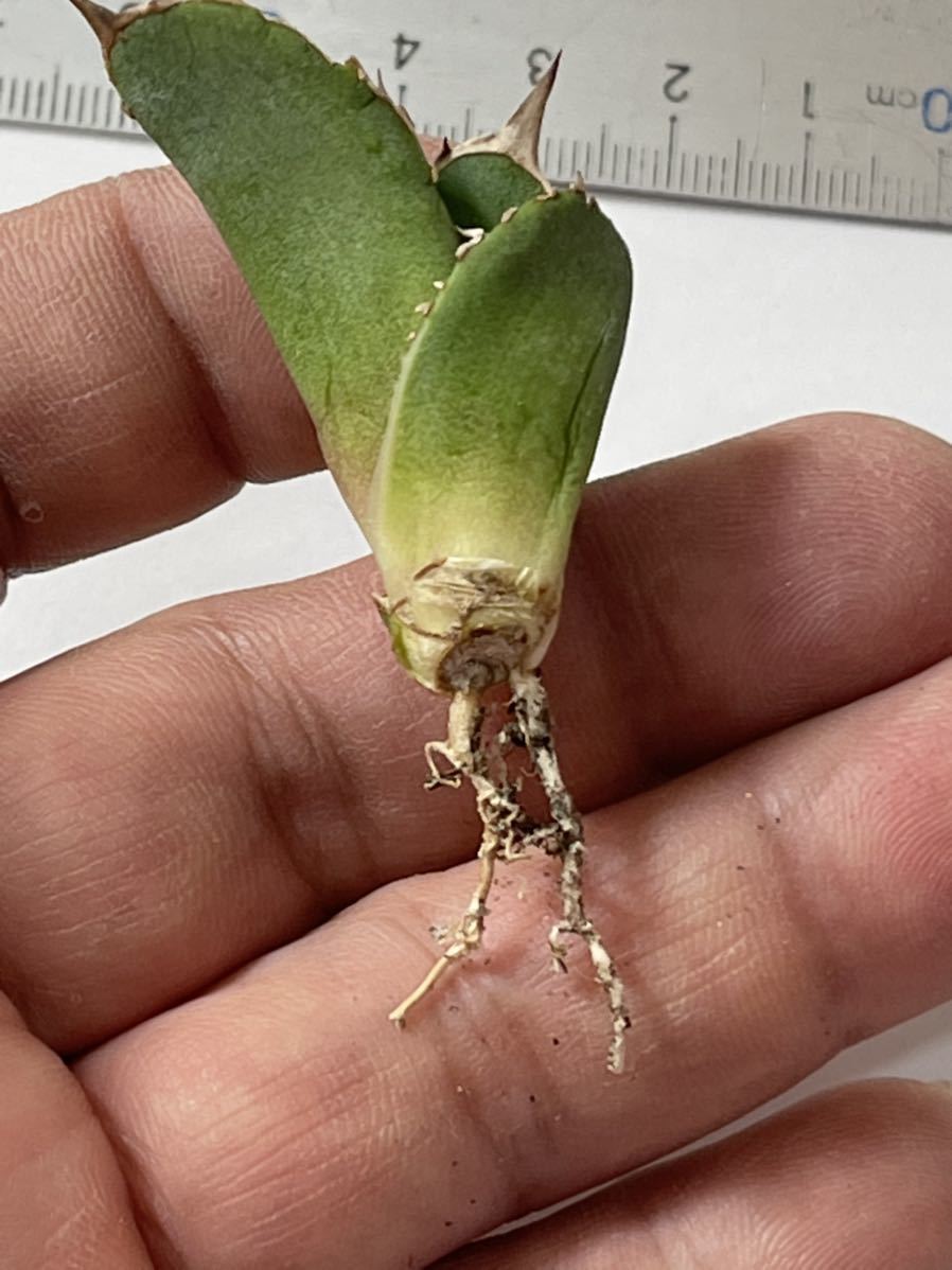 多肉植物アガベ チタノタ 鰐亀極上子株 | mail.lavli.rs
