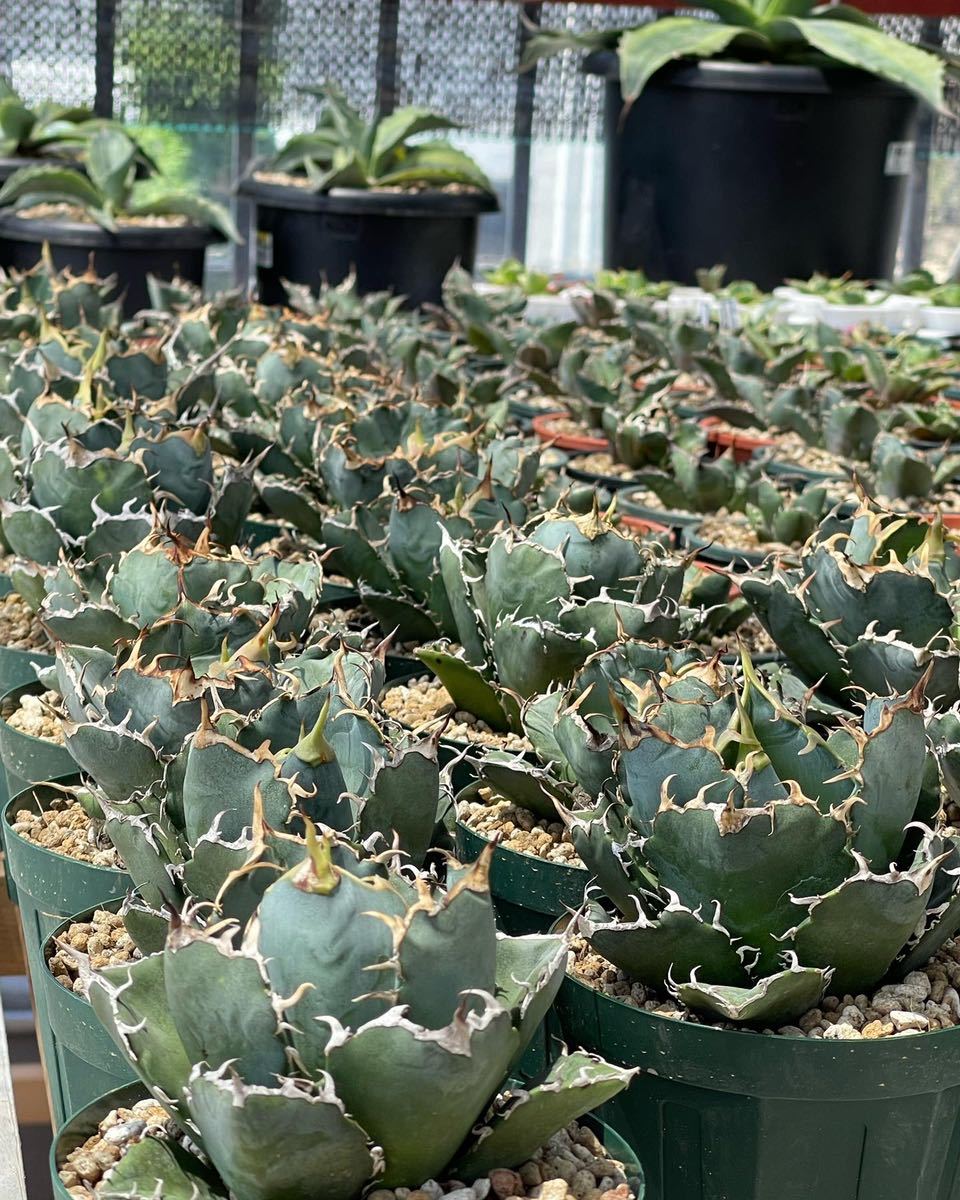 30%OFF】 多肉植物アガベ 白鯨極上天芽子株10株セット チタノタ 植物 ...