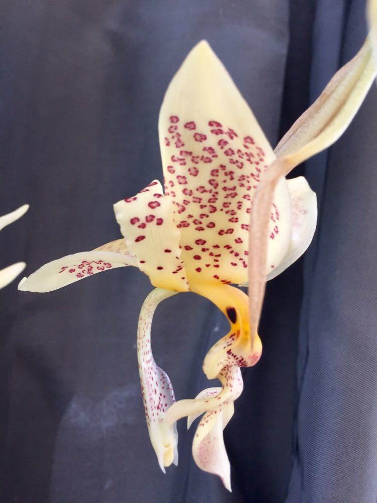 スタンホペア　オクラタ　7　バニラのような強い香りの花　ラン　蘭_画像2