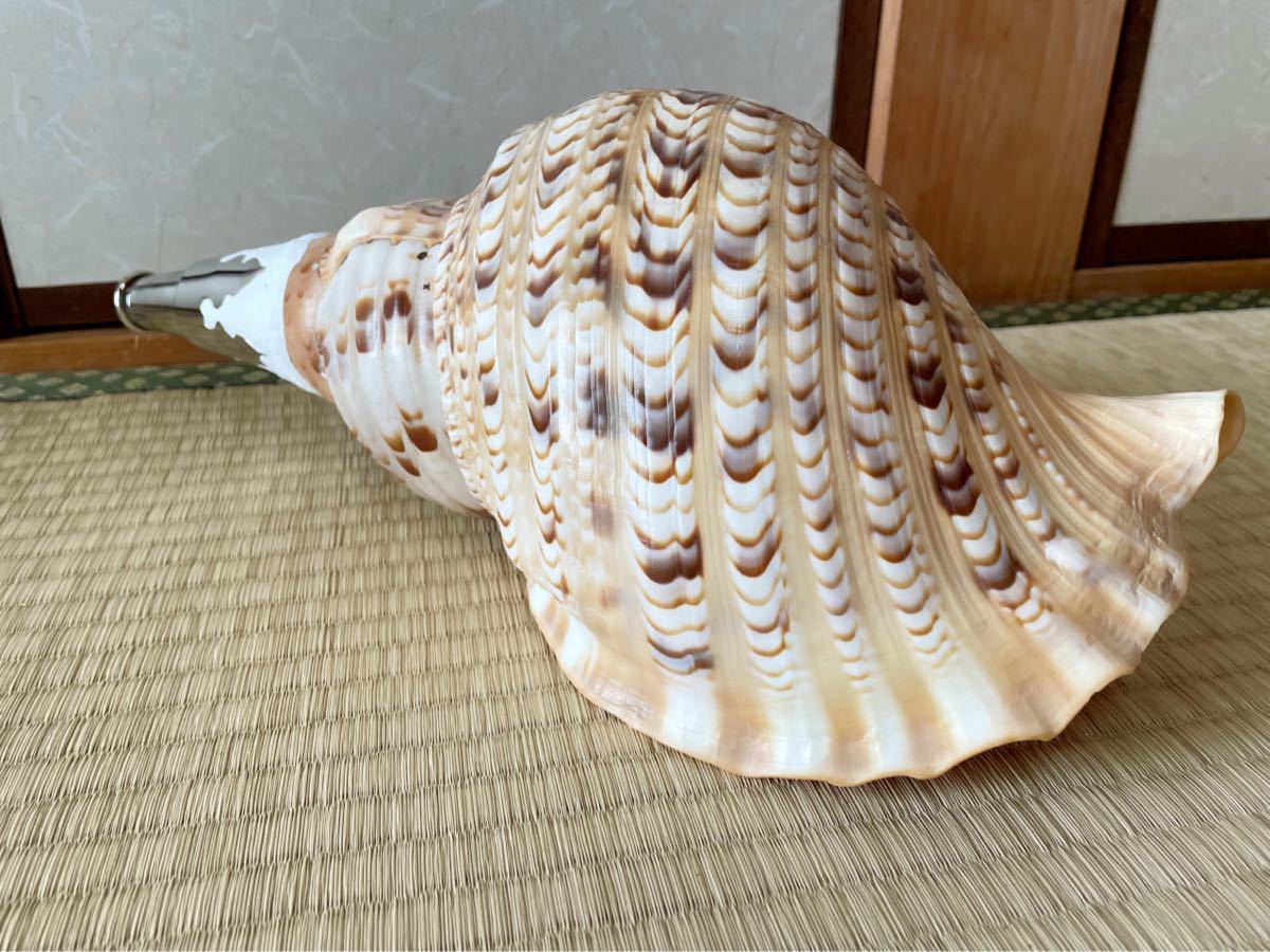 大型修験道法螺貝 山伏 密教 魔除け 熊よけ(新品)のヤフオク落札情報