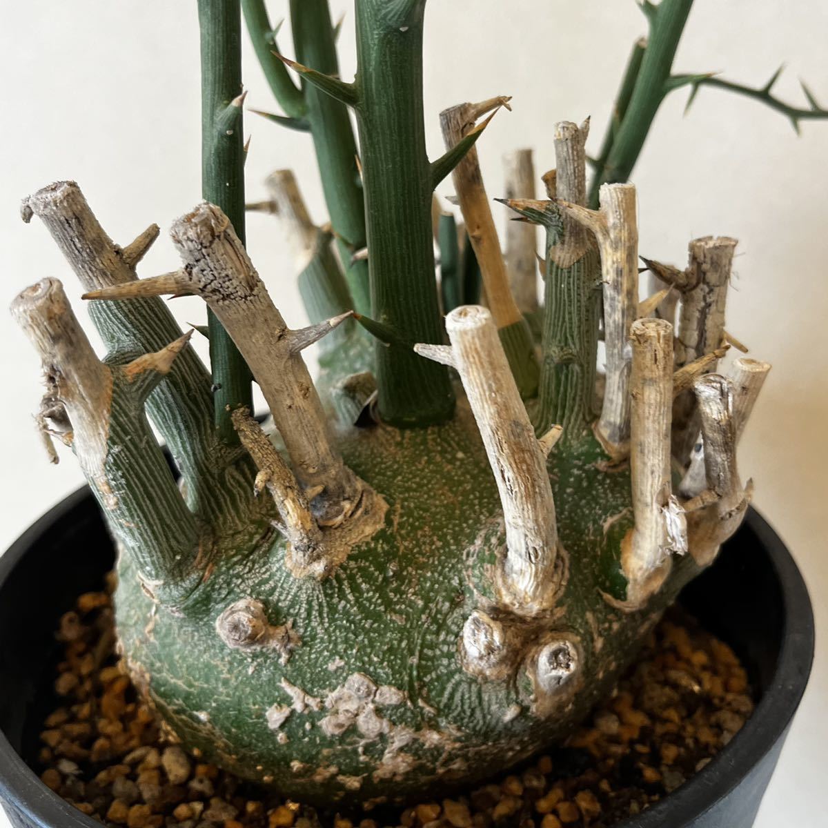 絶品】【絶品】アデニア プセウドグロボーサ 植物 | blog.connectparts