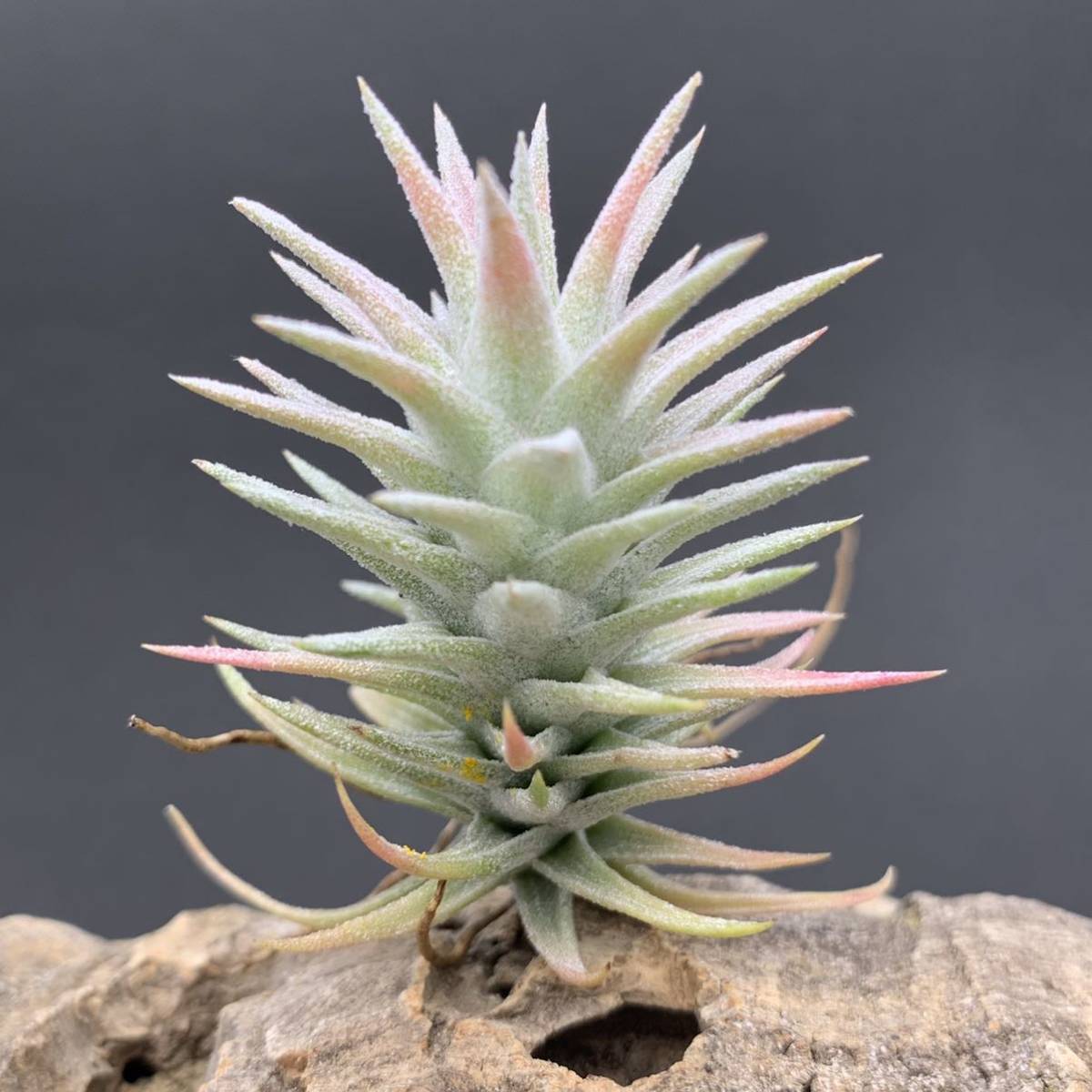 Yahoo!オークション - Tillandsia ionantha var. vanhyningii Yahoo!オークション - Tillandsia ionantha var. vanhyningii