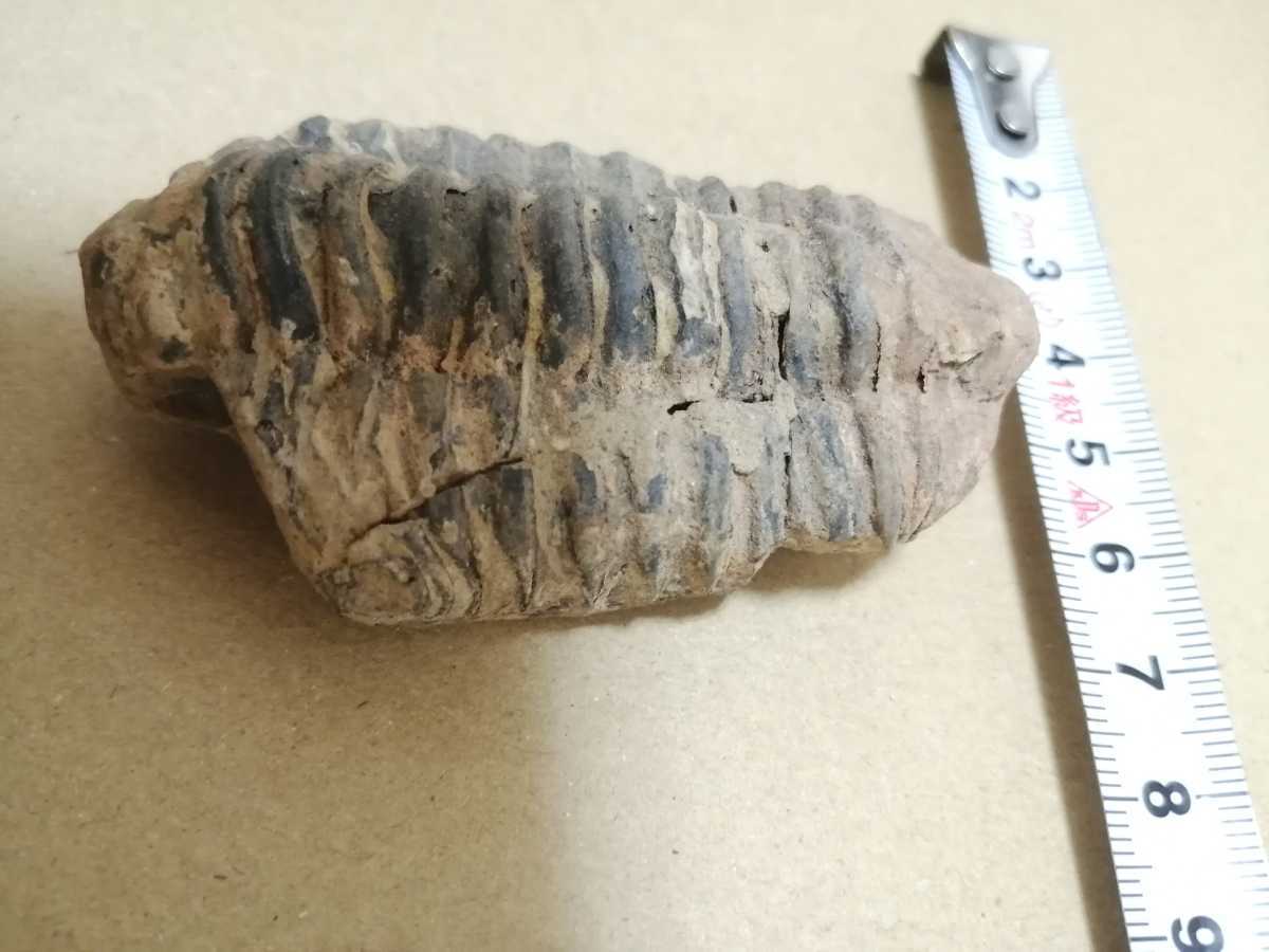 三葉虫の化石　マダガスカル産　長さ約6.8cm　インテリアに_画像7