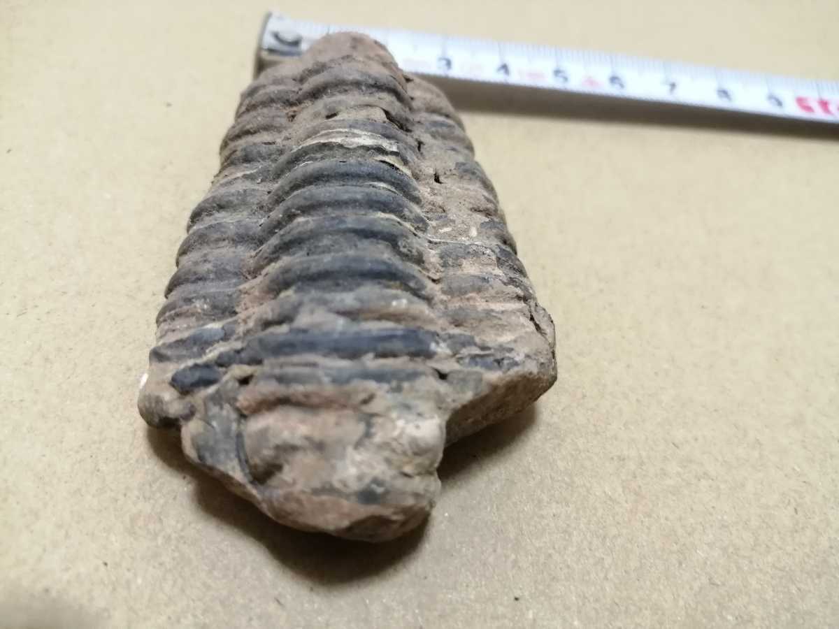 三葉虫の化石　マダガスカル産　長さ約6.8cm　インテリアに_画像10