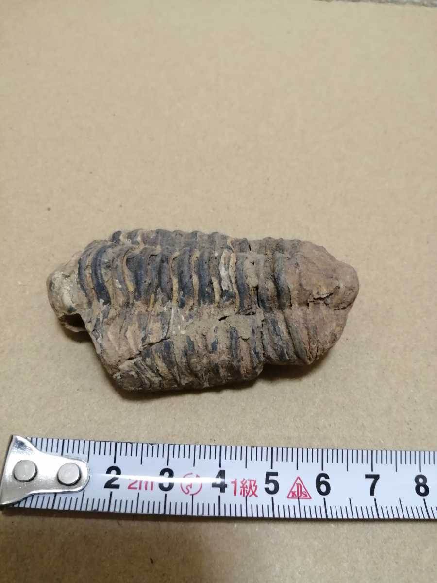 三葉虫の化石　マダガスカル産　長さ約6.8cm　インテリアに_画像1