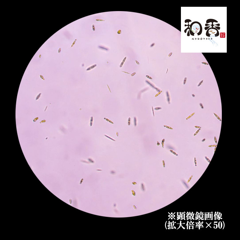 植物性微生物 ミドリムシ500ml ユーグレナ 関連:めだか金魚稚魚ミジンコゾウリムシクロレラPSB光合成細菌78の画像3