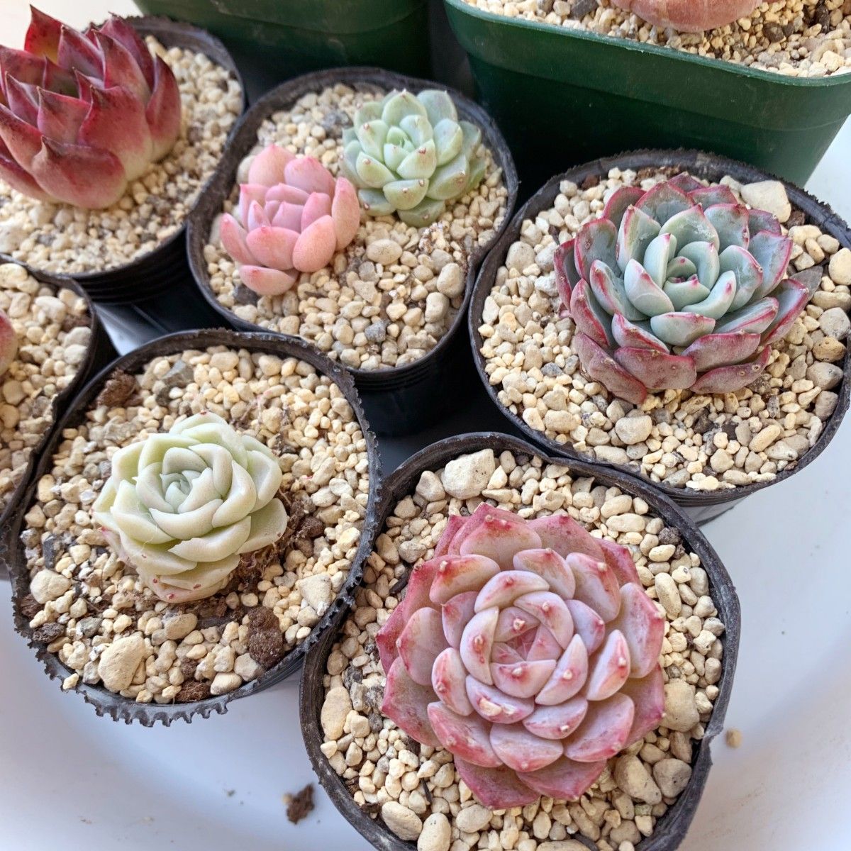 韓国苗 多肉植物 エケベリア スペシャルギフト 9苗セット 【9SG 韓国苗 多肉植物 エケベリア スペシャルギフト 9苗セット 【9SG