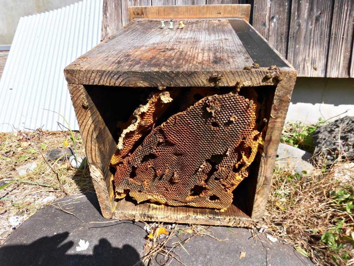 日本蜜蜂のはちみつ 結晶化 天然 非加熱 国産 熊本県産 ハチミツ