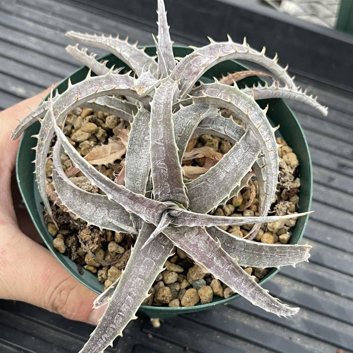 全品500円スタート!! Dyckia-marnier-lapostollei × goehringii ディッキア-マルニエルラポストレイ×ゴエリンギー_画像2