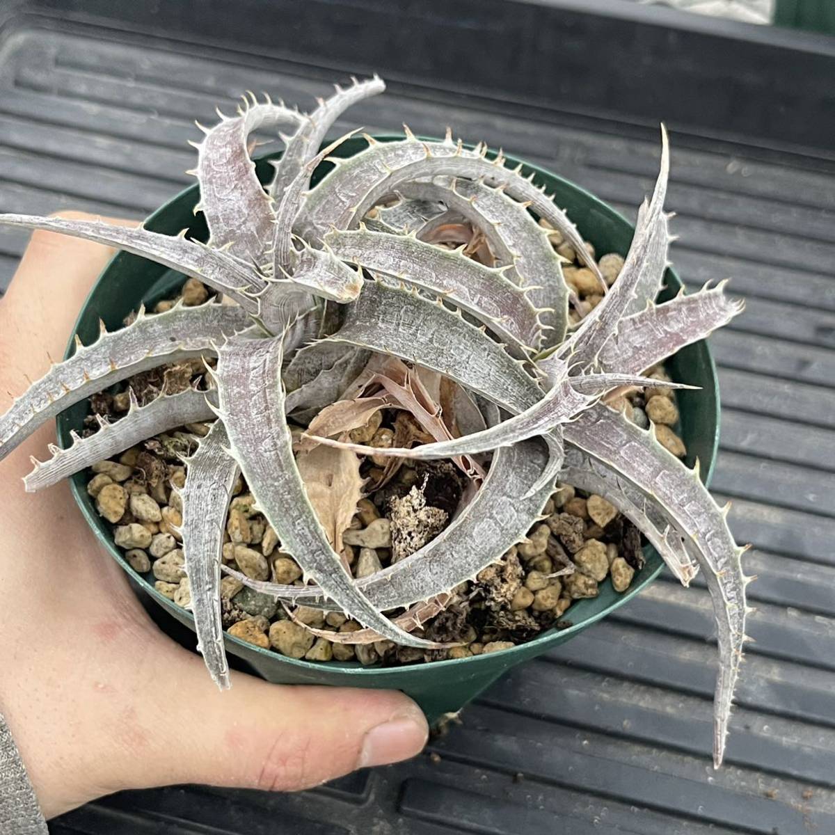 全品500円スタート!! Dyckia-marnier-lapostollei × goehringii ディッキア-マルニエルラポストレイ×ゴエリンギー_画像4