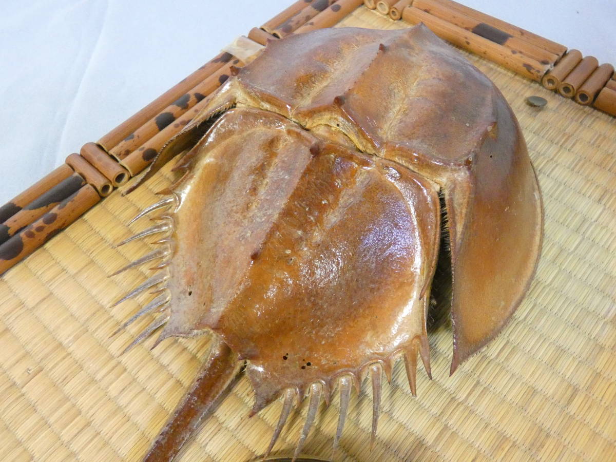 激安正規品 カブトガニの剥製 ecousarecycling.com