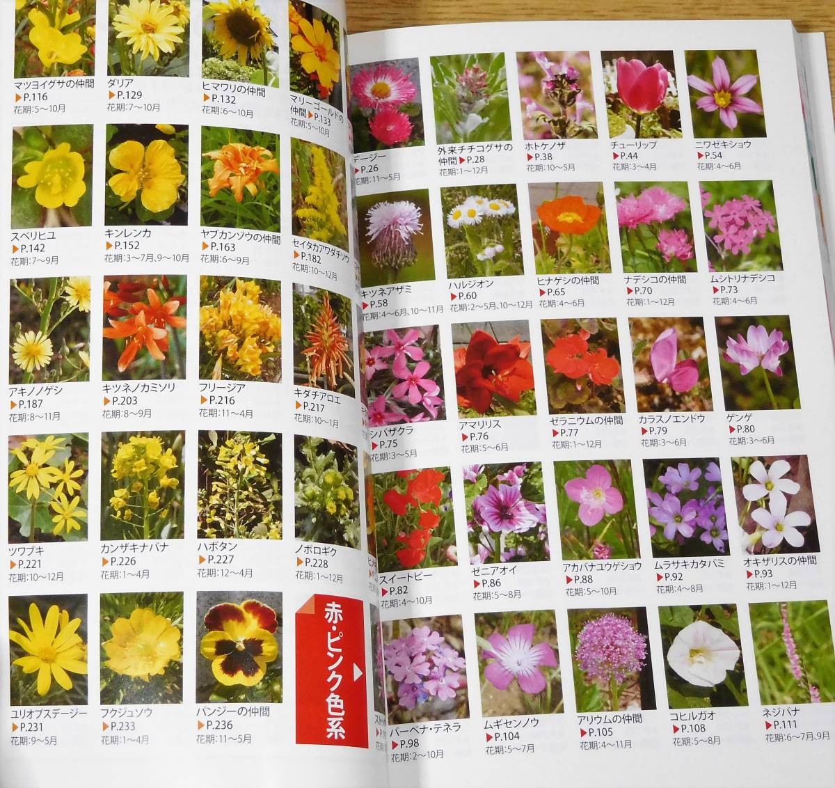  walk. flower illustrated reference book 507 kind all color season another . easy to understand 1 jpy ~