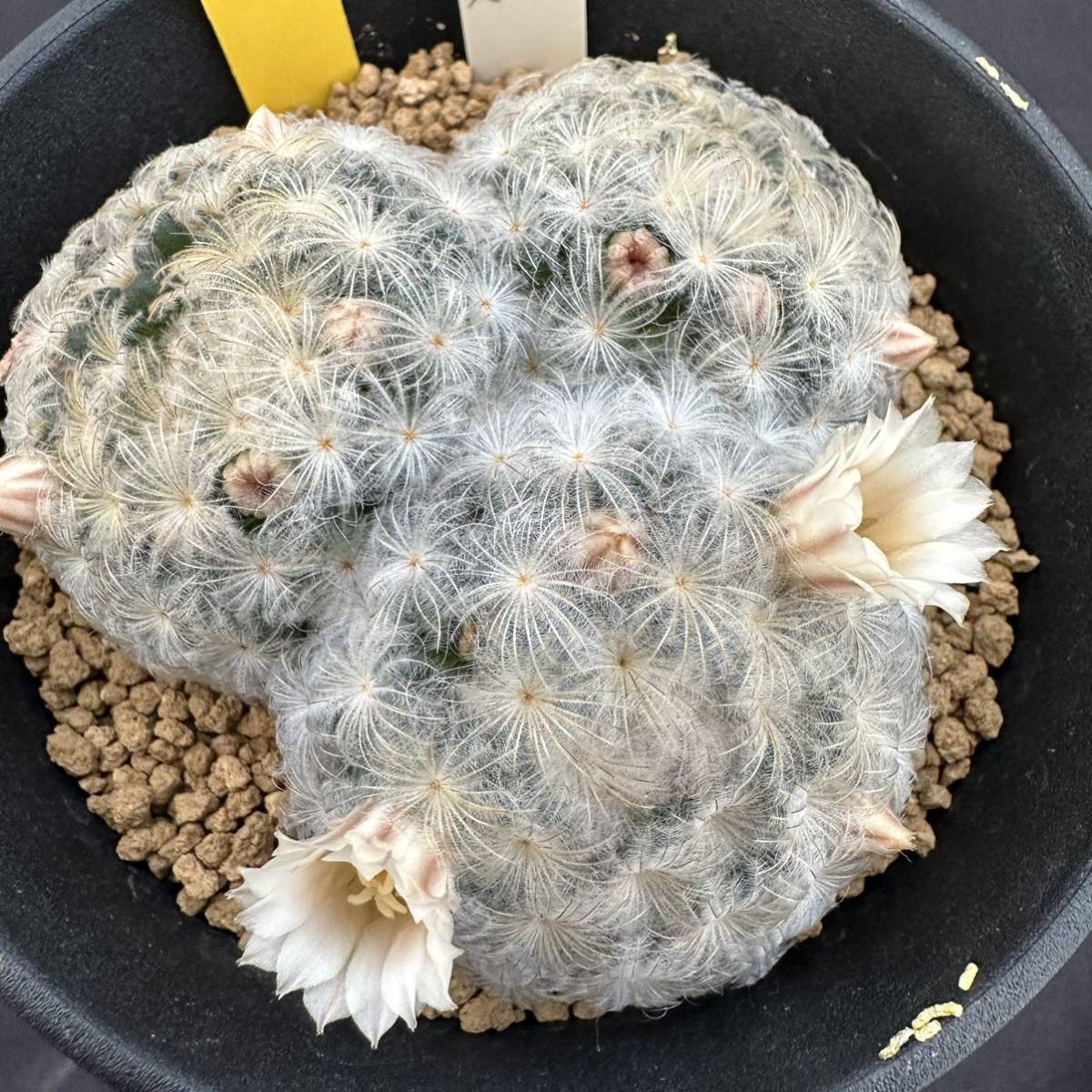 ★奈研★サボテン・多肉植物★421★白星‘パンチパーマ’　 Mammillaria plumosa　‘PunchPermanent’　実生　約W7.3cm_画像1