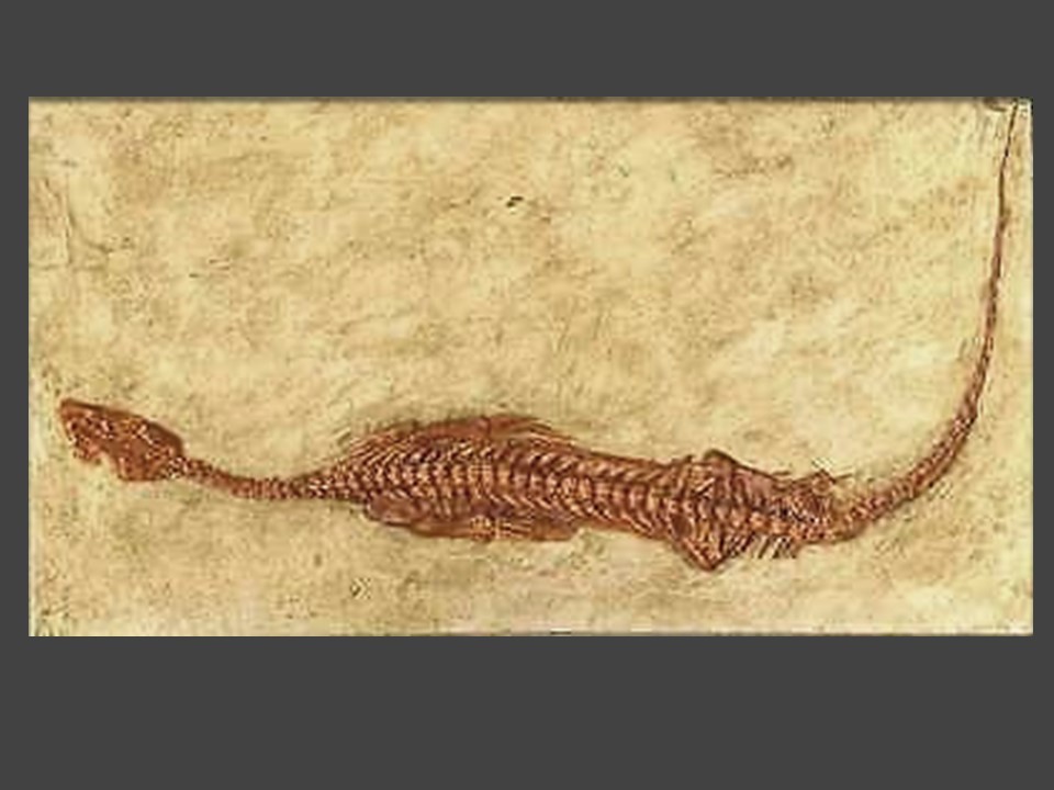 * rare new opinion notosaurusnothosaurus fossil replica resin made museum model *