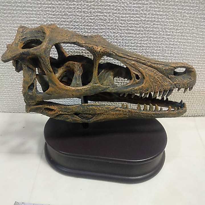 FAVORITE COLLECTION SKULL&JAWS Velociraptorverokilaptoru динозавр фигурка голова . модель Skull & Челюсти fe шероховатость to б/у товар 