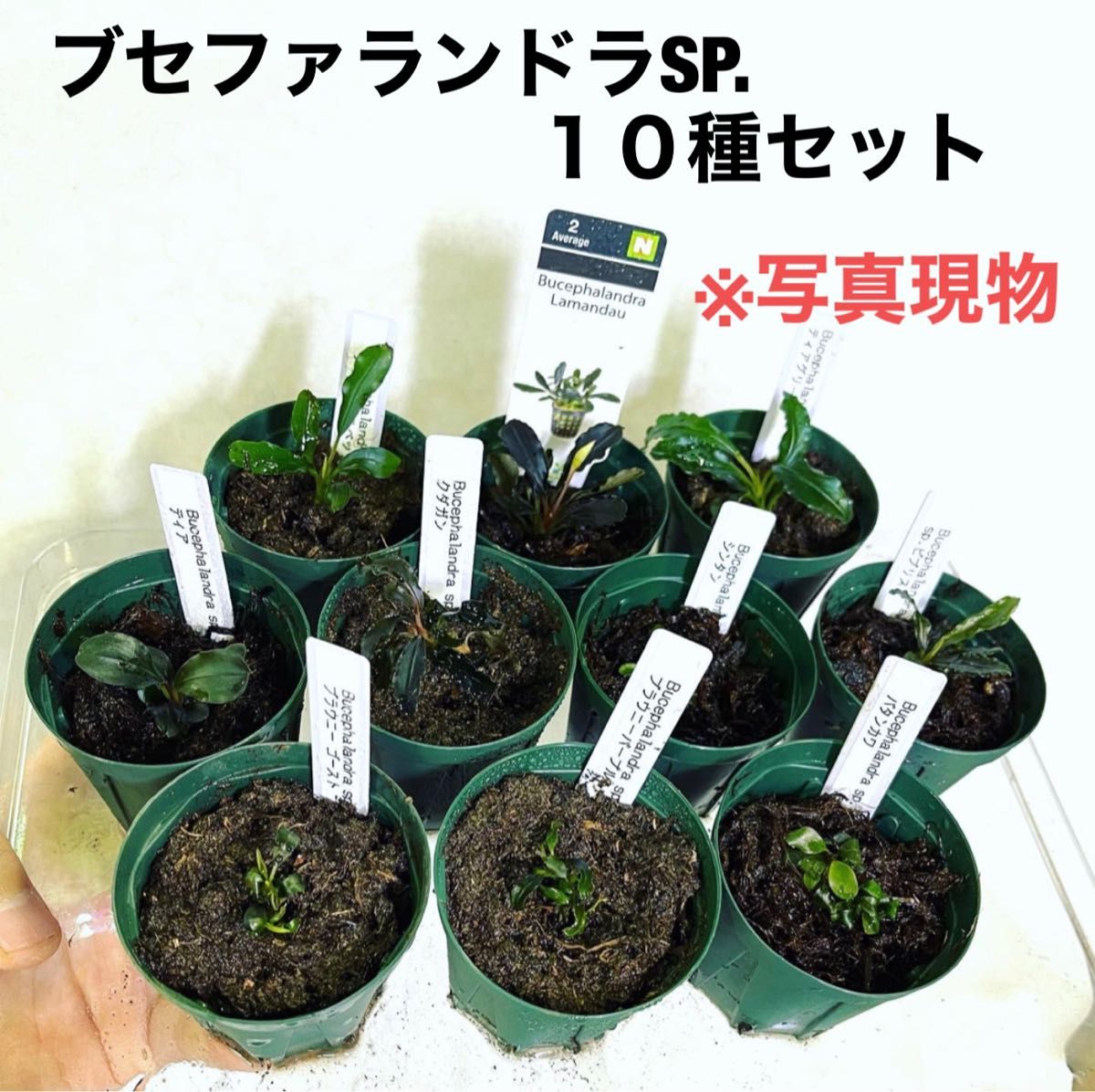 ◆専用◆ブセファランドラSP.10種セット(良株) #ブセさかな屋 水草 クダカン
