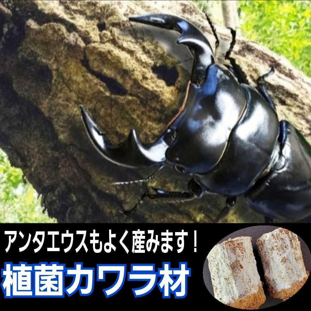 クワガタの産卵にはコレが最強です！植菌カワラ材【2本】タランドゥス・レギウス・オウゴンオニに！ドルクス系にも！植菌なのでカビない！_画像9