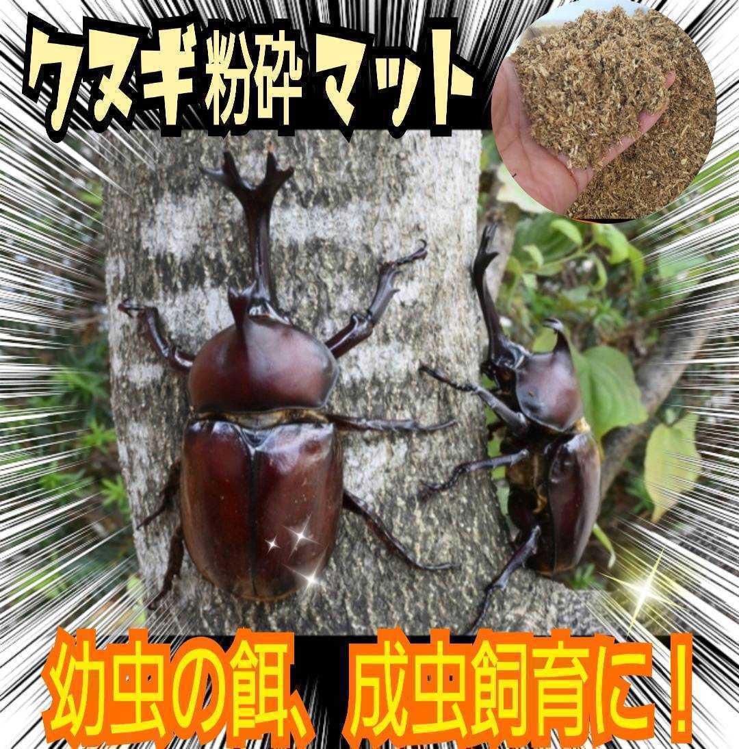  sawtooth oak, . tree 100% crushing mat * nature. nutrition element enough! stag beetle larva. bait, Kabuto larva. nutrition strengthen, imago breeding .! natural . close environment ... want person .