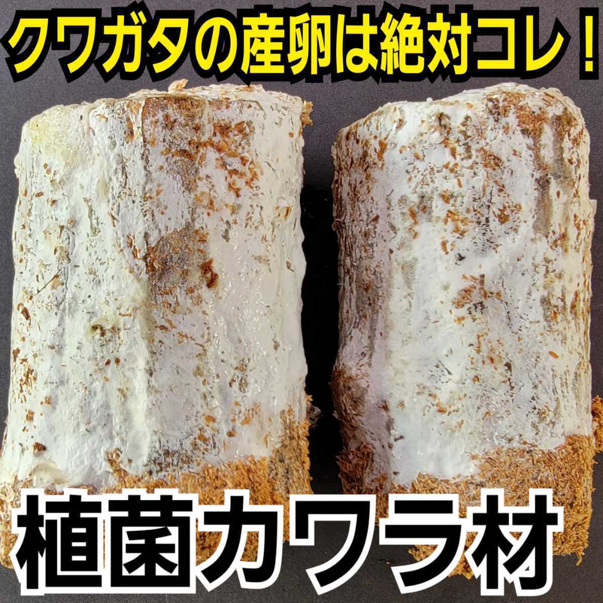 クワガタの産卵にはコレが最強です！植菌カワラ材【2本】タランドゥス・レギウス・オウゴンオニに！ドルクス系にも！植菌なのでカビない！_画像2